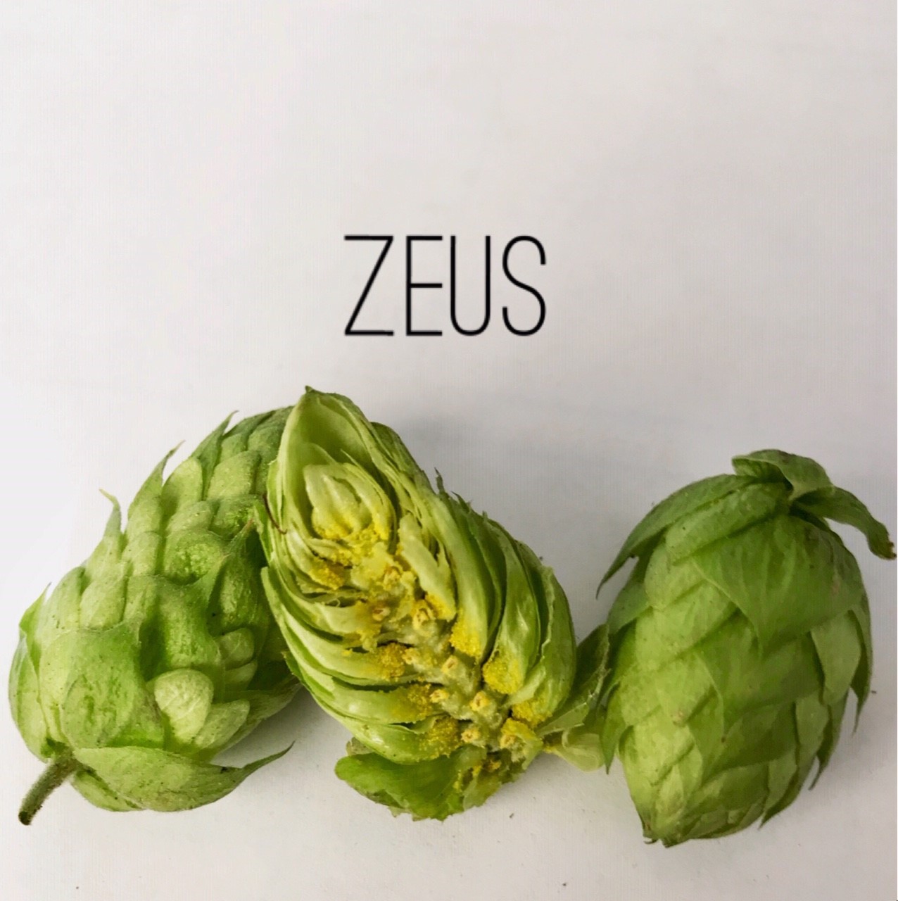 Zeus Hops